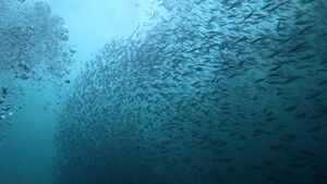 Huge event taking place in north Mayo this weekend