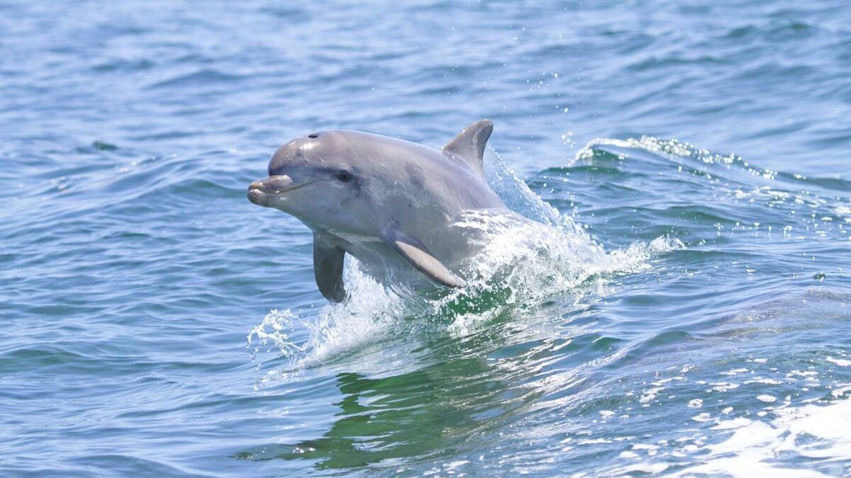 Stranded dolphin rescued off Mayo coast