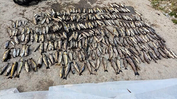 Anglers fear up to 46,000 fish dead after ‘devastating’ kill on Blackwater in Co Cork