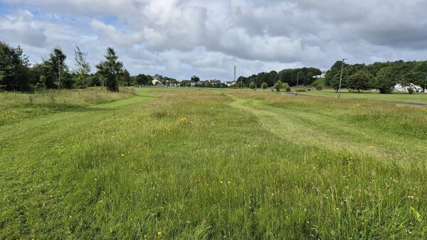 Biodiversity plans for town park in Mayo