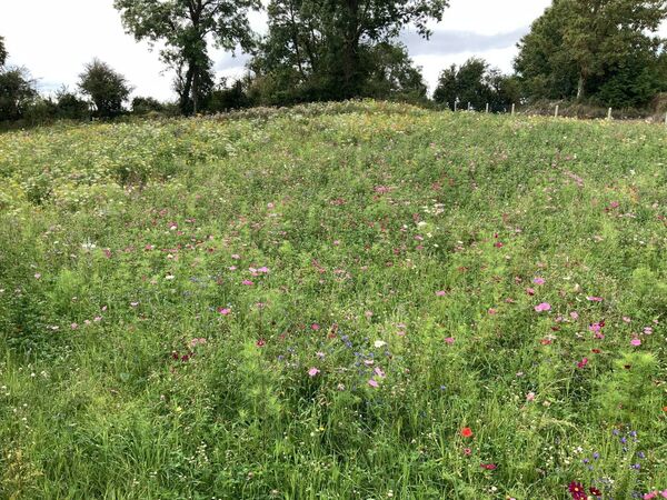 The beautiful wildflower garden in full bloom at the new nine-unit housing estate in Carnacon called 'Coranna Court'. Picture: Tom Quinn The beautiful wildflower garden in full bloom at the new nine-unit housing estate in Carnacon called 'Coranna Court'. Picture: Tom Quinn