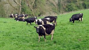 Opposing Mercosur is not in Ireland's interests Opposing Mercosur is not in Ireland's interests