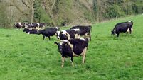 Opposing Mercosur is not in Ireland's interests