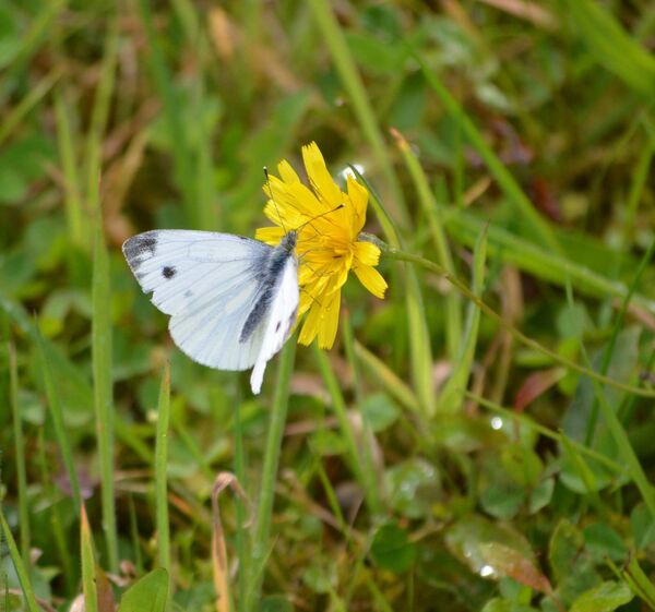 The Cabbage White is another of the beautiful butterflies in Ireland. Picture: Pat McCormack The Cabbage White is another of the beautiful butterflies in Ireland. Picture: Pat McCormack