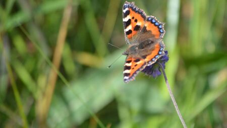 Butterflies have a special place in Irish mythology