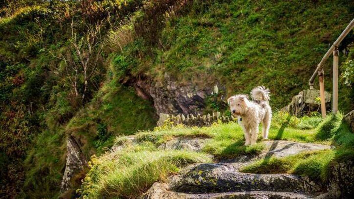 Dog rescued after getting trapped on steep Mayo cliff