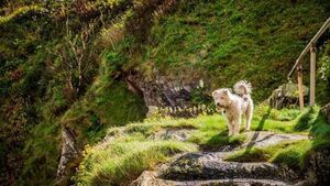 Dog rescued after getting trapped on steep Mayo cliff