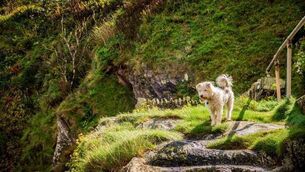 <p>Achill Island Coast Guard were tasked to Belmullet, where a dog had become trapped at the base of a steep cliff. </p>