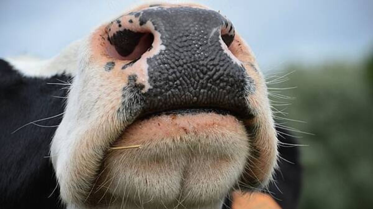 Cork Marts fined €4,250 after RTÉ programme highlighted animal welfare breaches