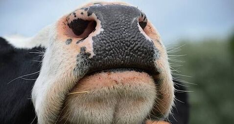 Cork Marts fined €4,250 after RTÉ programme highlighted animal welfare breaches