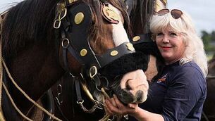 Appeals board green light 600 acre solar farm in Kildare despite equine industry concerns