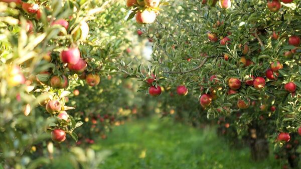 Apples – Eve, Aphrodite and Granny Smith