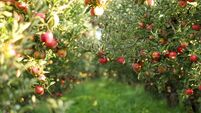 Apples – Eve, Aphrodite and Granny Smith