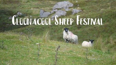 Cloonacool Sheep Festival: What's on and everything you need to know