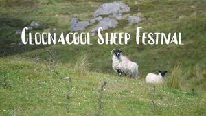 Cloonacool Sheep Festival: What's on and everything you need to know