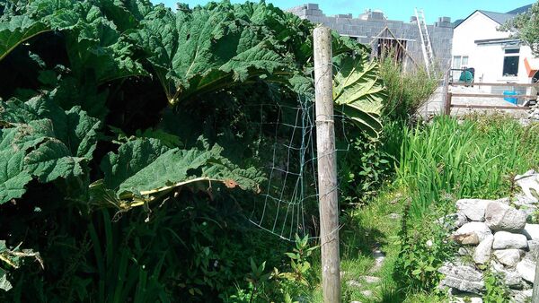 Concern over growth of invasive plant species in Mayo