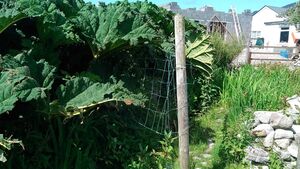 Concern over growth of invasive plant species in Mayo