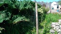 Concern over growth of invasive plant species in Mayo