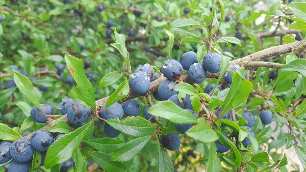 The sloe is the small, dark purple-black, fruit of the blackthorn. The sloe is the small, dark purple-black, fruit of the blackthorn.