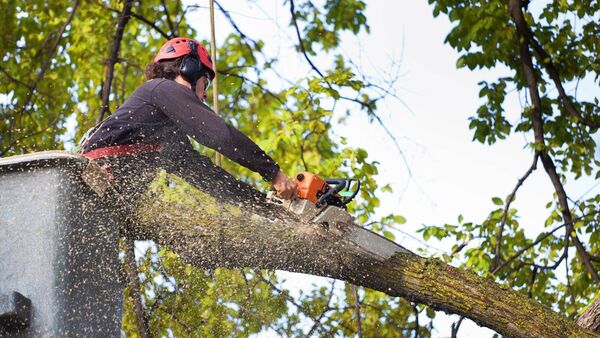 Overhanging trees 'now a big issue' on Mayo's roads