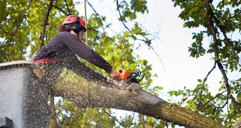 Overhanging trees 'now a big issue' on Mayo's roads