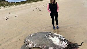 Huge Ocean Sunfish found washed up off Donegal coast