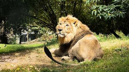 Samples taken from birds at Fota Wildlife Park test positive for bird flu