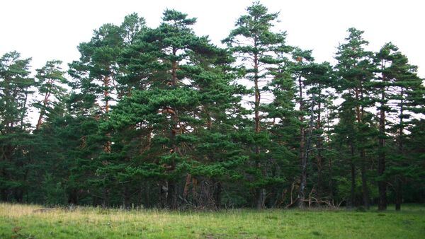 Rediscovering one of Ireland's lost treasures