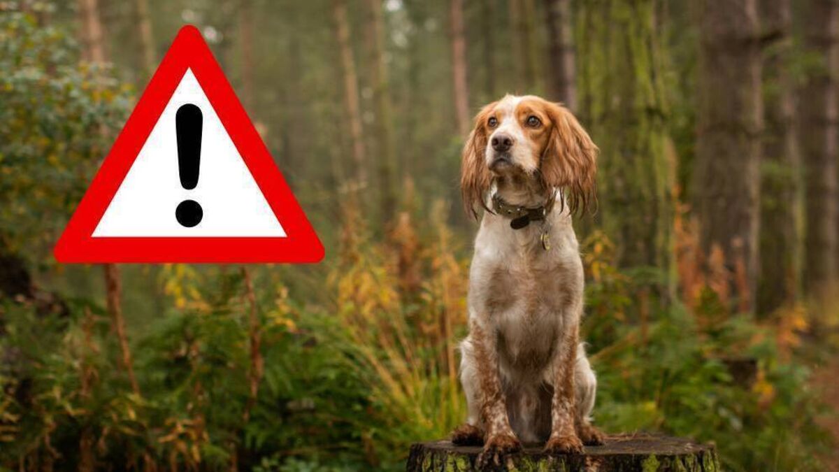 ALERT: Mayo dog owners warned of recent dangerous toxins