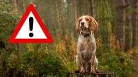 ALERT: Mayo dog owners warned of recent dangerous toxins