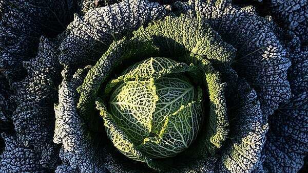 Cabbage divination and turnip lanterns revived ahead of Halloween