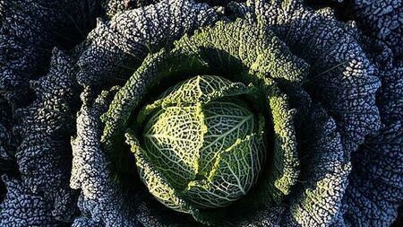 Cabbage divination and turnip lanterns revived ahead of Halloween
