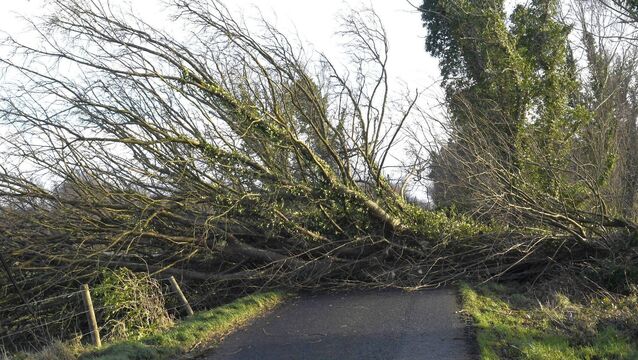<p>A fallen tree near Garracloon, Knockmore, after Storm Éowyn in January.	Picture: David Farrell Photography </p>