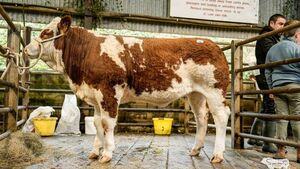 Western Club's 30th anniversary celebrated in style at Ballymote