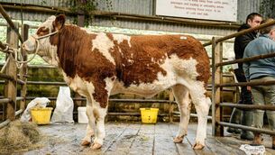 <p>Pictured is the highest priced Weanling heifer.</p>
