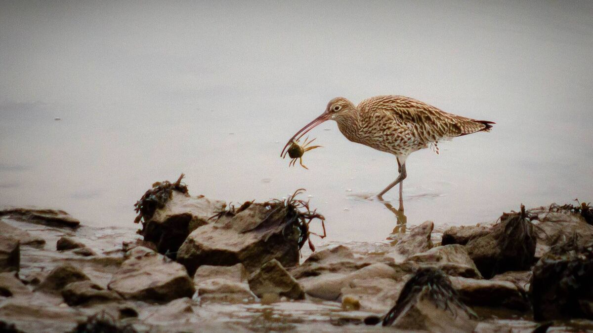 Curlew and skylark: a tale of two birds