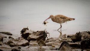 Curlew and skylark: a tale of two birds