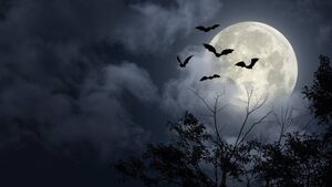 Poll Result: The spookiest location in Mayo Poll Result: The spookiest location in Mayo