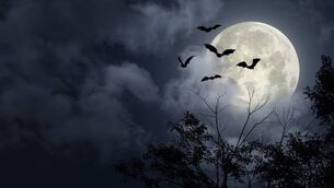 <p>Happy Halloween!</p> <p>Happy Halloween!</p>