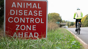 Bird flu outbreak confirmed in turkey flock in Carlow Bird flu outbreak confirmed in turkey flock in Carlow