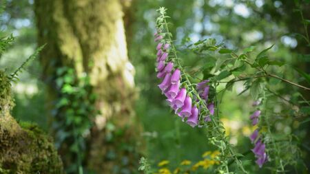 Old cures... hocus pocus or hidden treasures?