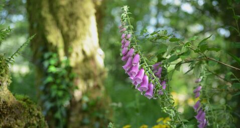Old cures... hocus pocus or hidden treasures?