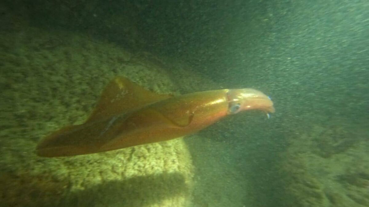 'Exceptionally' rare sighting spotted in Mayo waters