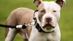 <p>The number of dog attacks in Mayo is among the highest in the country.</p> <p>The number of dog attacks in Mayo is among the highest in the country.</p>
