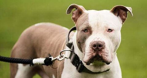 Almost half of dogs involved in reported incident of aggressive behaviour were restricted breeds