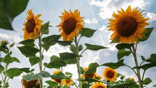 <p>The Sunflower Children's Hospice will provide essential care.</p> <p>The Sunflower Children's Hospice will provide essential care.</p>