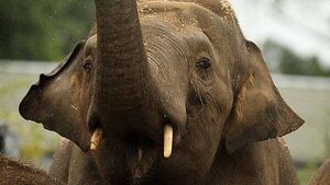 Endangered species among animal deaths at Dublin Zoo as mortality climbs by 64 per cent