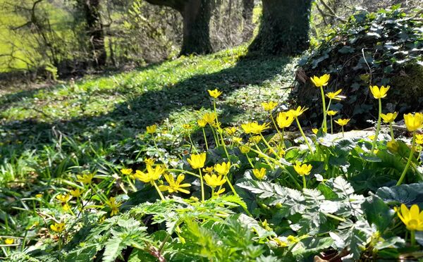 Goldilocks Buttercup often displays deformed flowers with some of the golden-yellow petals missing. 	Picture: Pat McCarrick