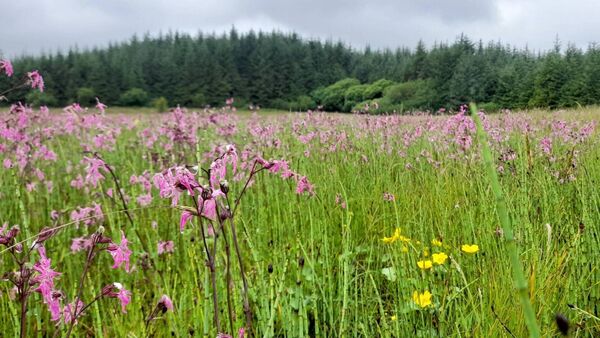 The wildflowers of the Ox Mountain region