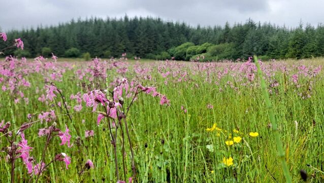 <p>Ragged Robin is a delicate reddish pink flower of the marshes and damp meadows with deeply cleft, feathery petals.	 Picture: Pat McCarrick</p>